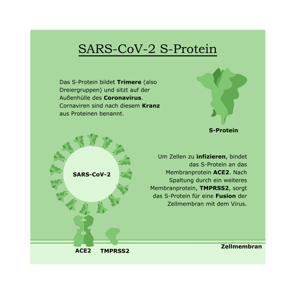 2020-04-30 SARS-CoV-2 S-Protein